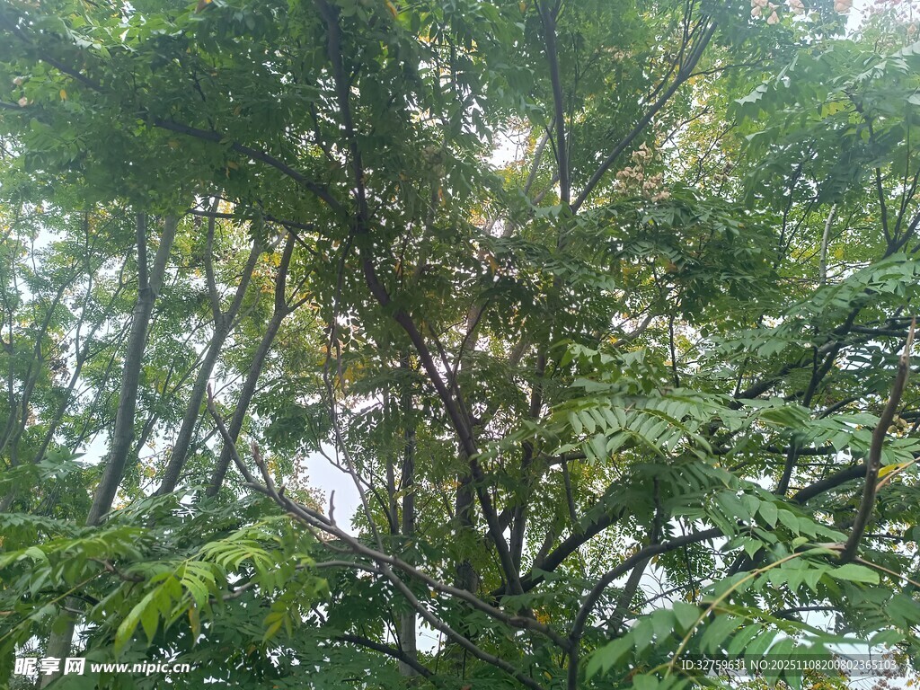 茂密树林中的繁茂枝叶