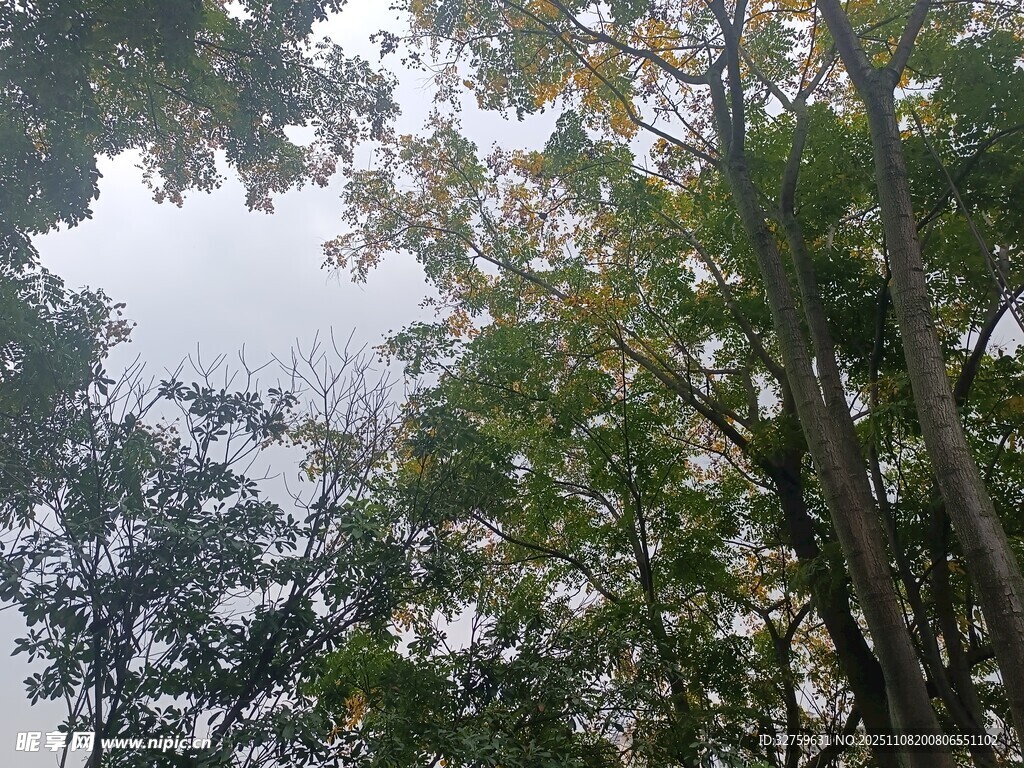 仰视茂密树林树冠