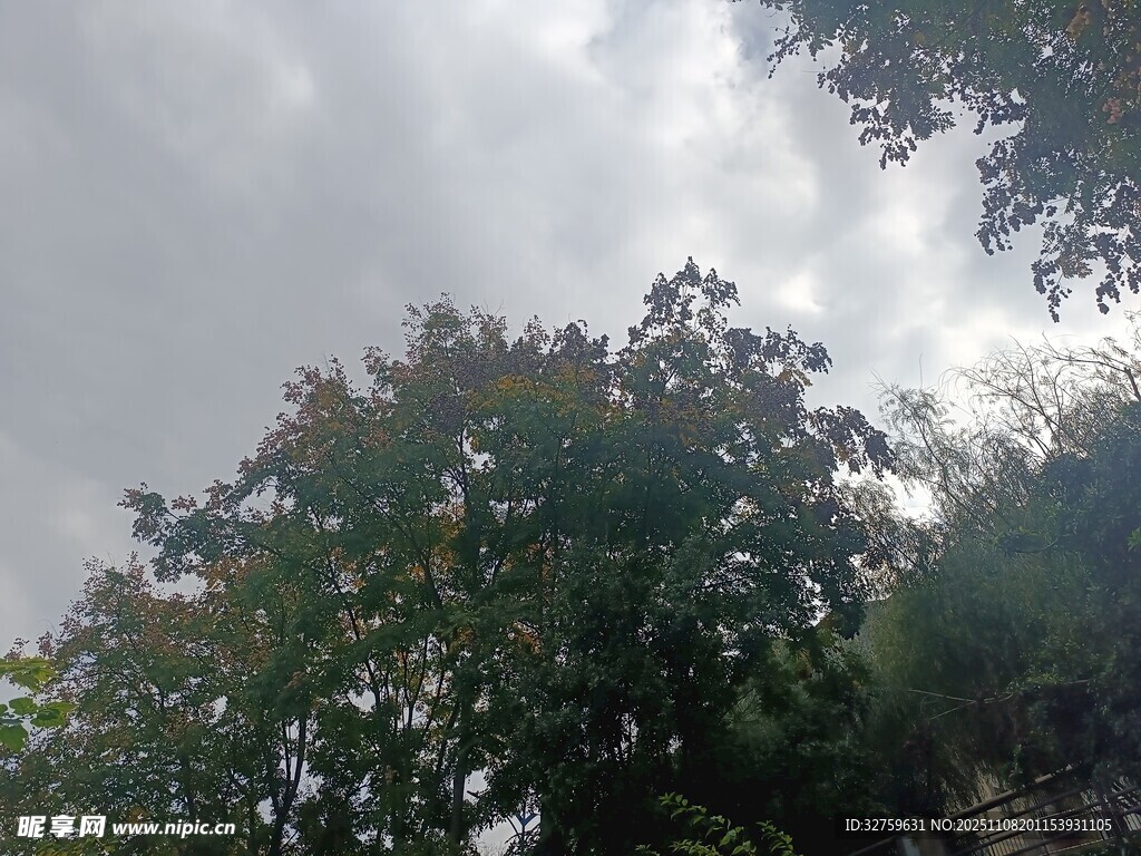 天空下的繁茂绿树