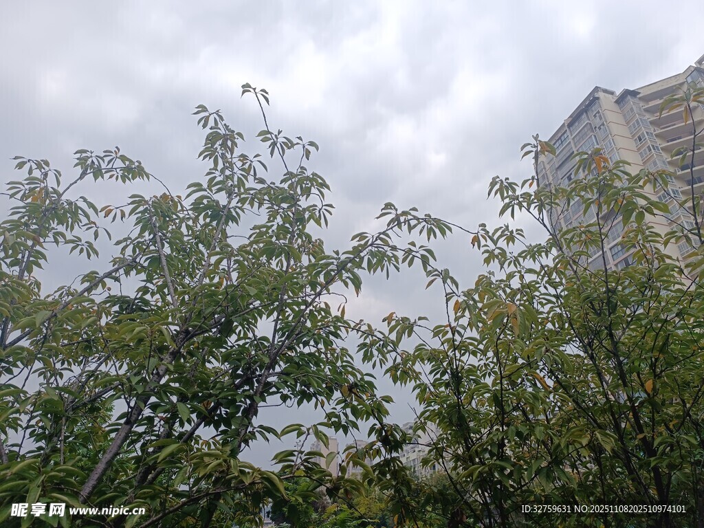 城市中繁茂的绿树景观