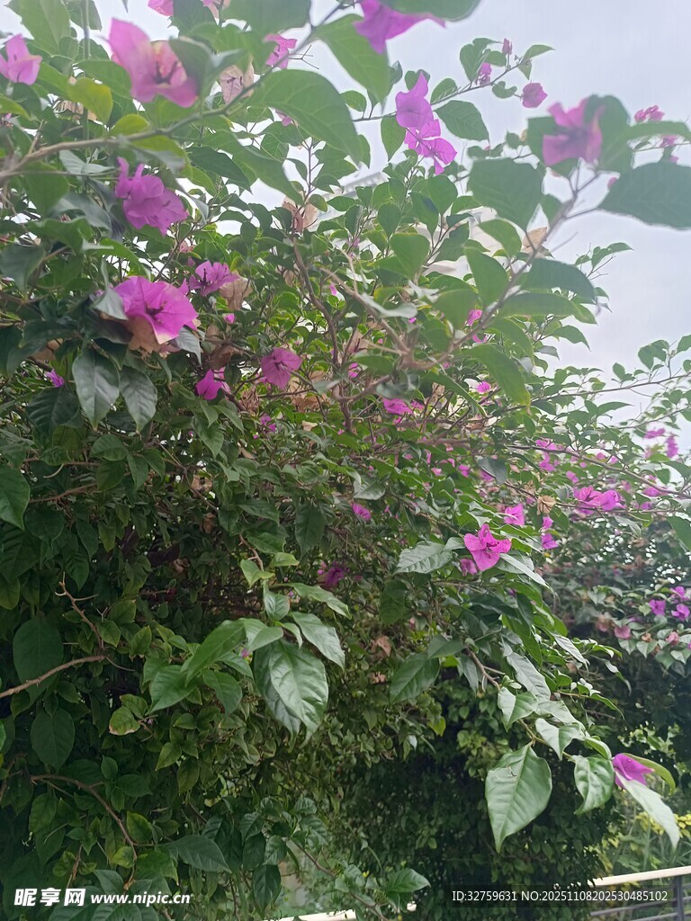 绽放的紫色三角梅景观