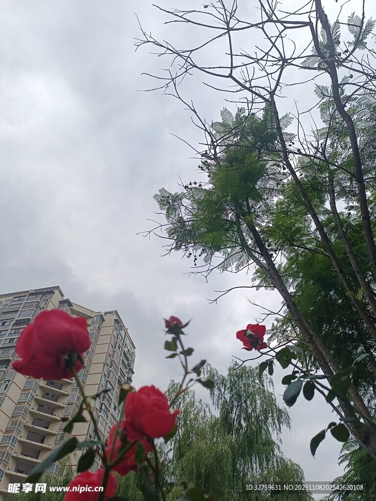 雨中绽放的娇艳红玫瑰