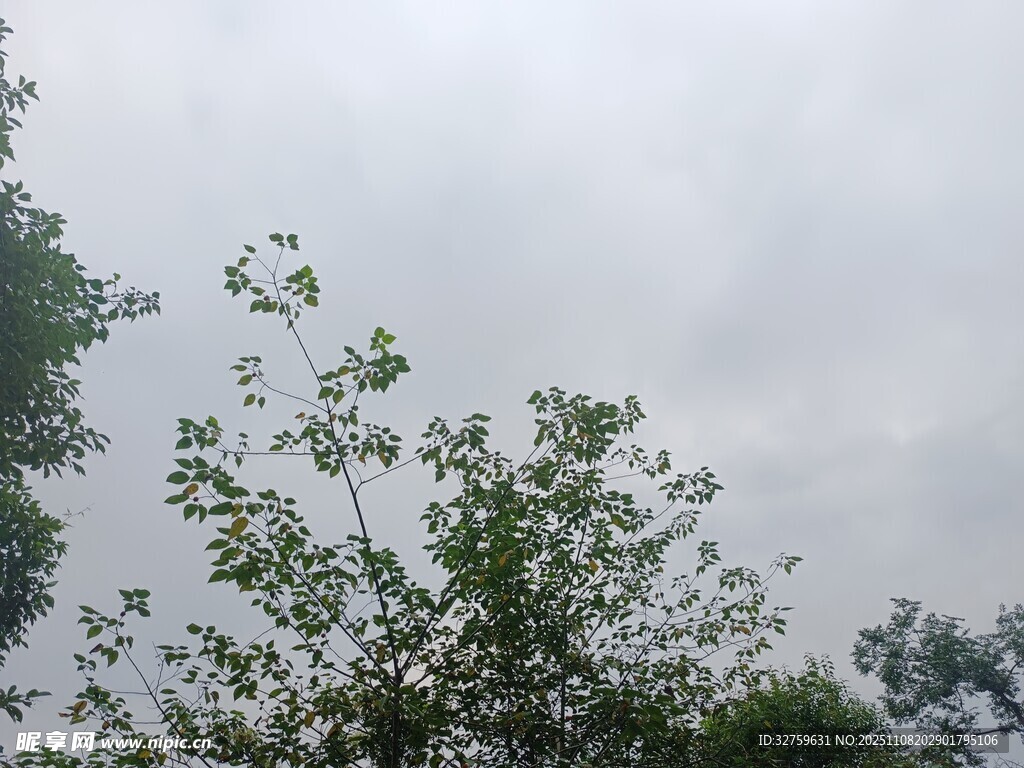 仰视天空中的繁茂绿树