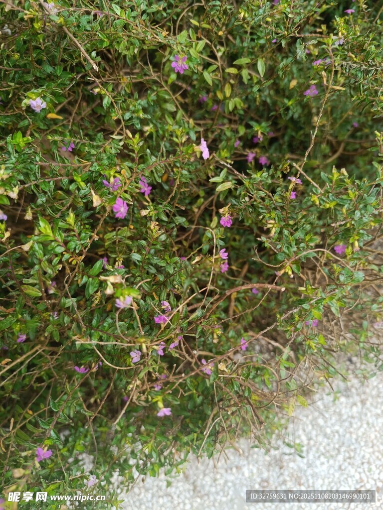路边繁茂绿植与紫色小花