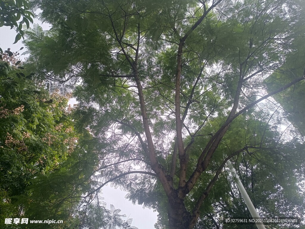 仰视繁茂绿树景观