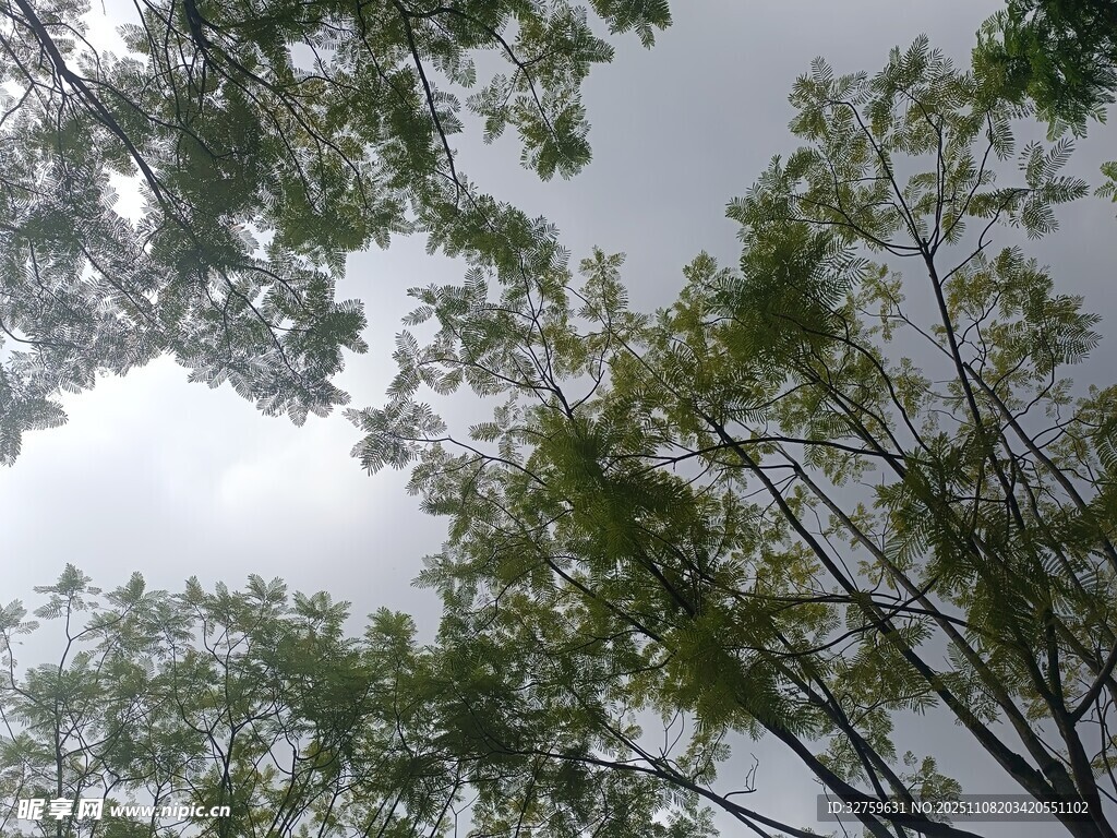 仰视天空中的葱郁树木
