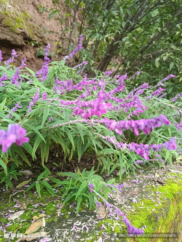崖边绽放的绚烂紫色花卉