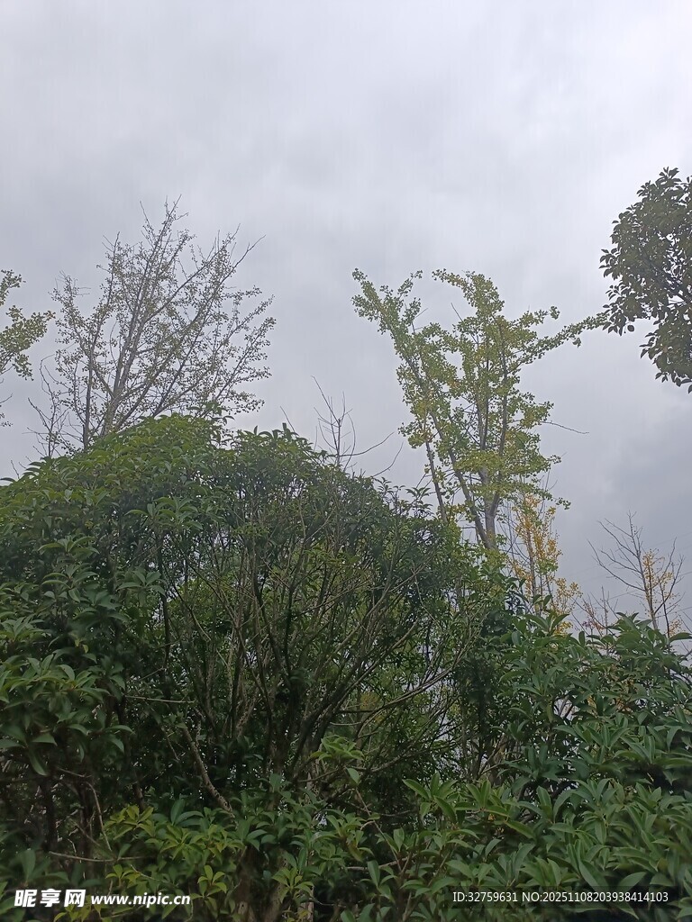 阴天中的繁茂绿植景观