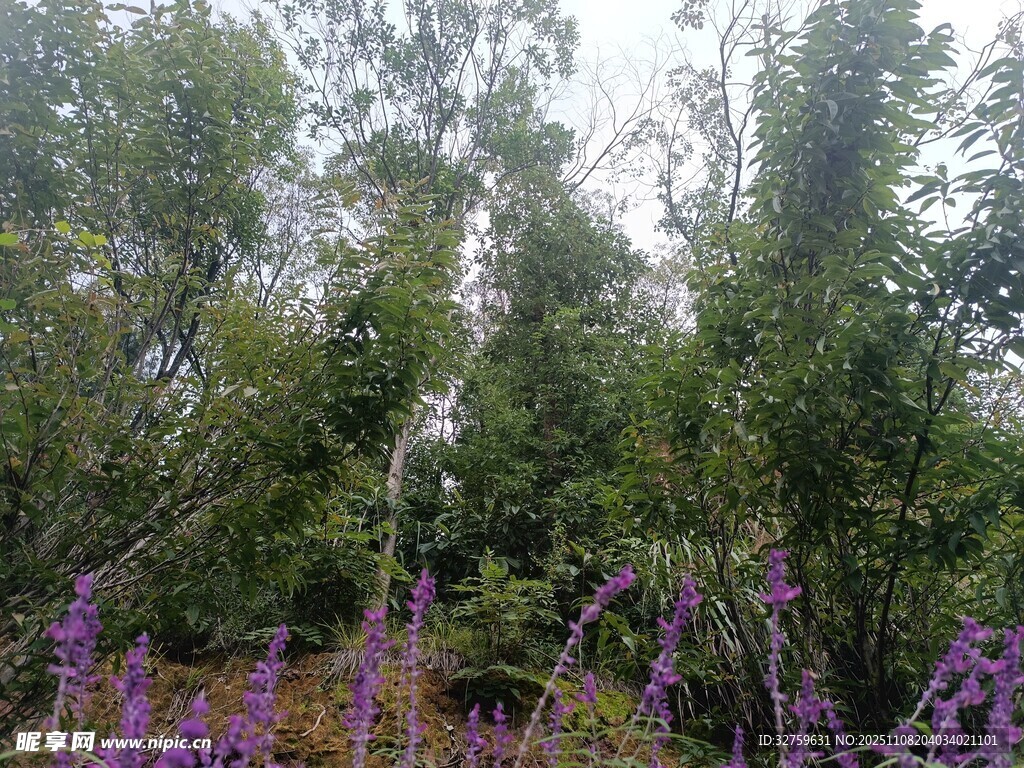 林间紫色花卉与葱郁树木