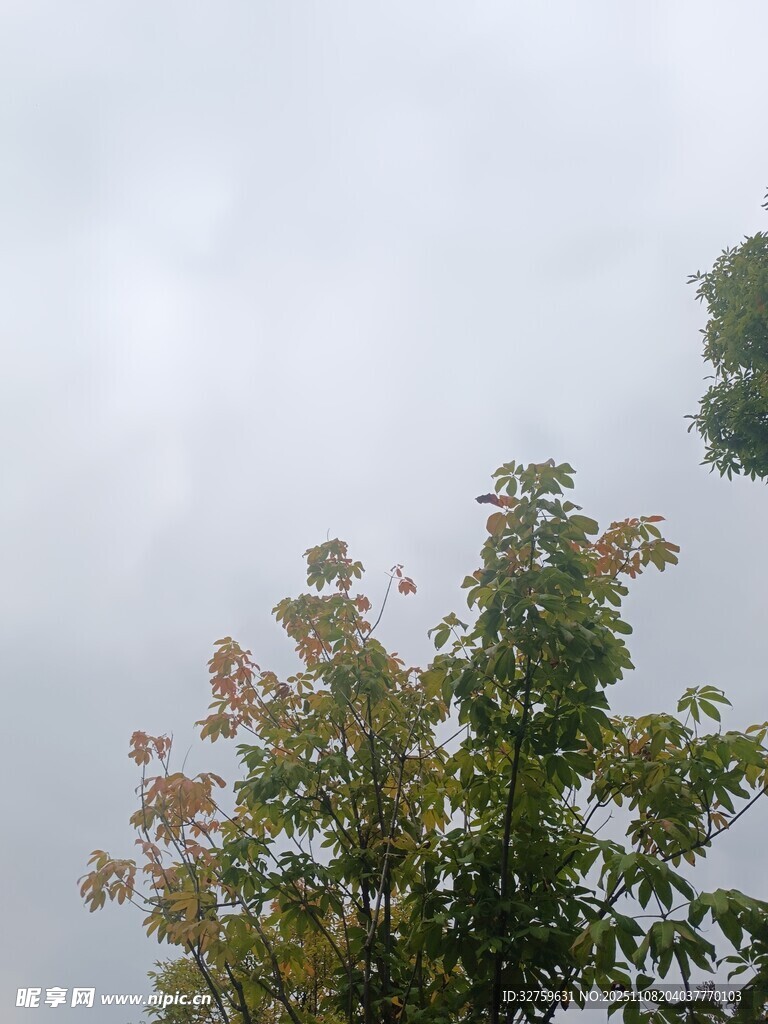 云雾中枝叶繁茂的树木