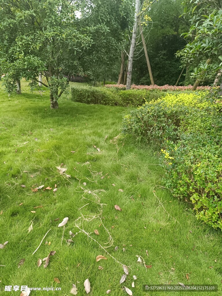 绿意盎然的户外花园景观