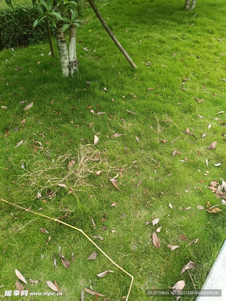 草地散落树枝树叶景象