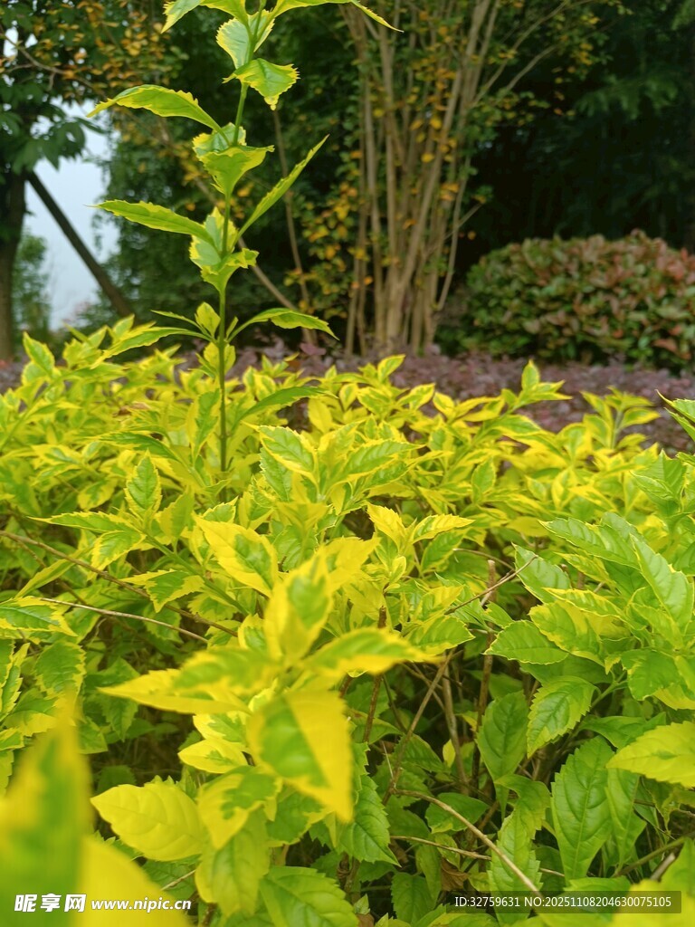 阳光下的翠绿灌木丛