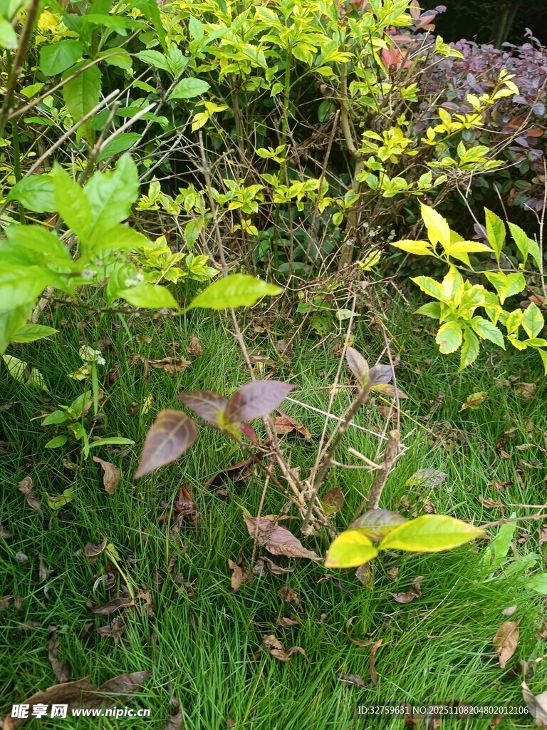 多彩植物丛中的生机景象