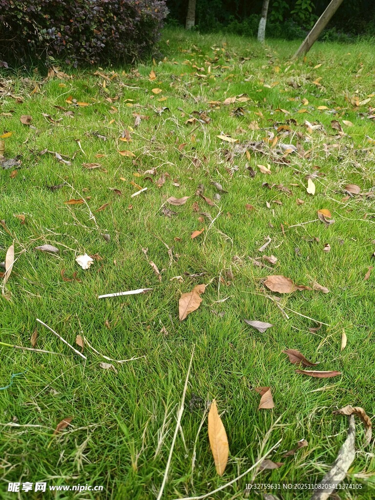 草地上散落的多彩树叶