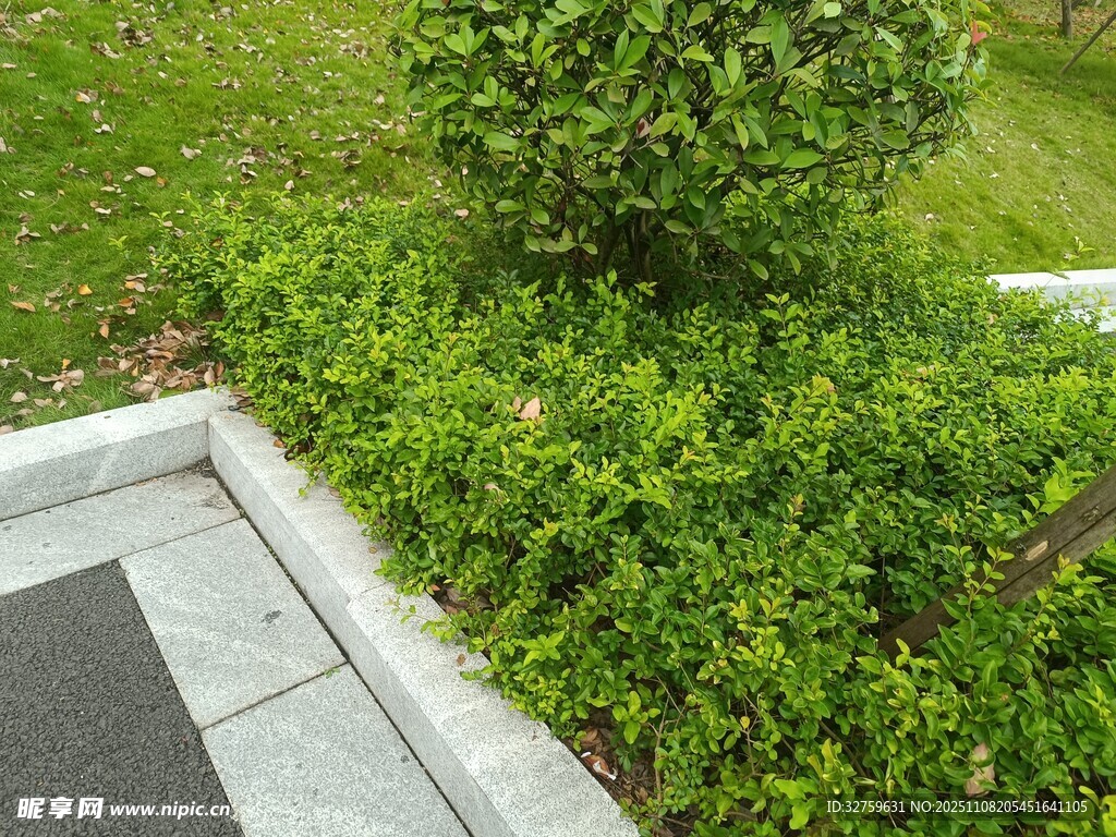 庭院绿植角落景观