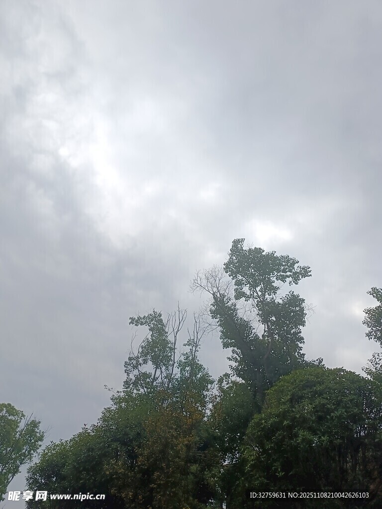 阴天中的葱郁树木