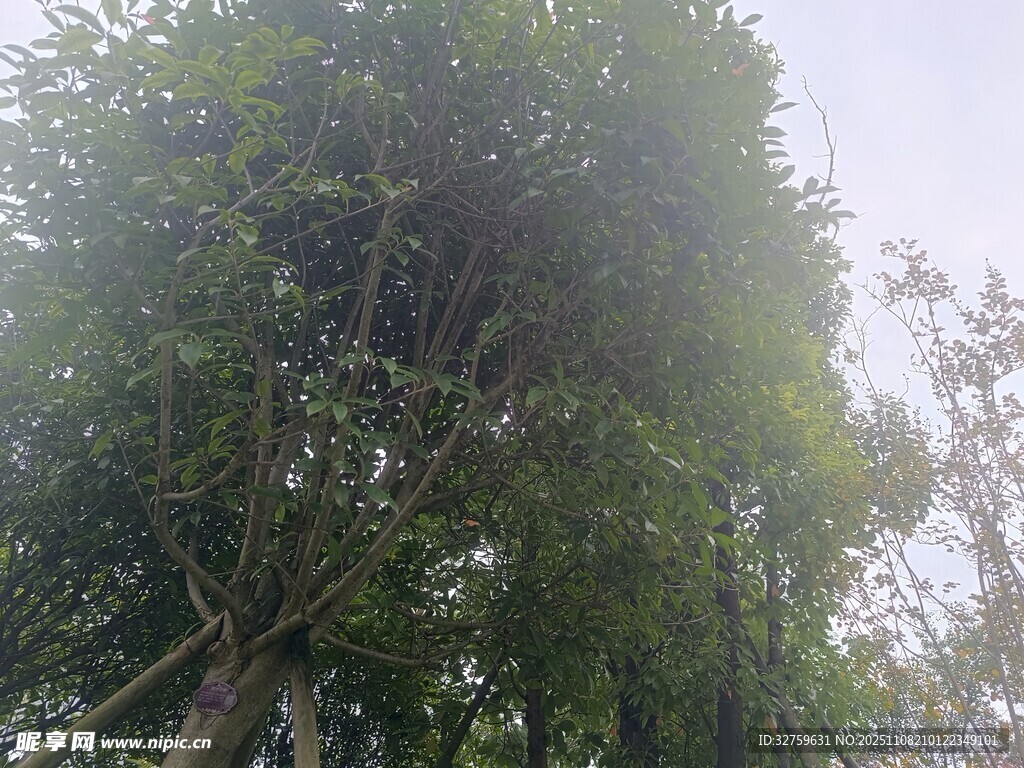 茂密葱郁的高大树木