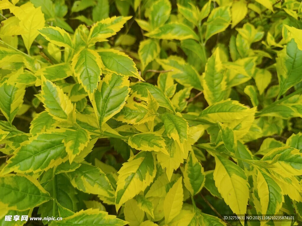 黄绿相间斑斓叶片植物