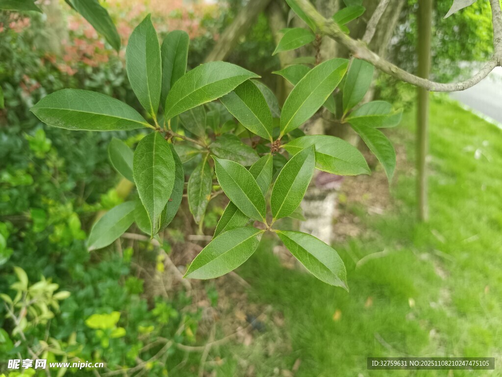 绿叶繁茂的户外植物景观