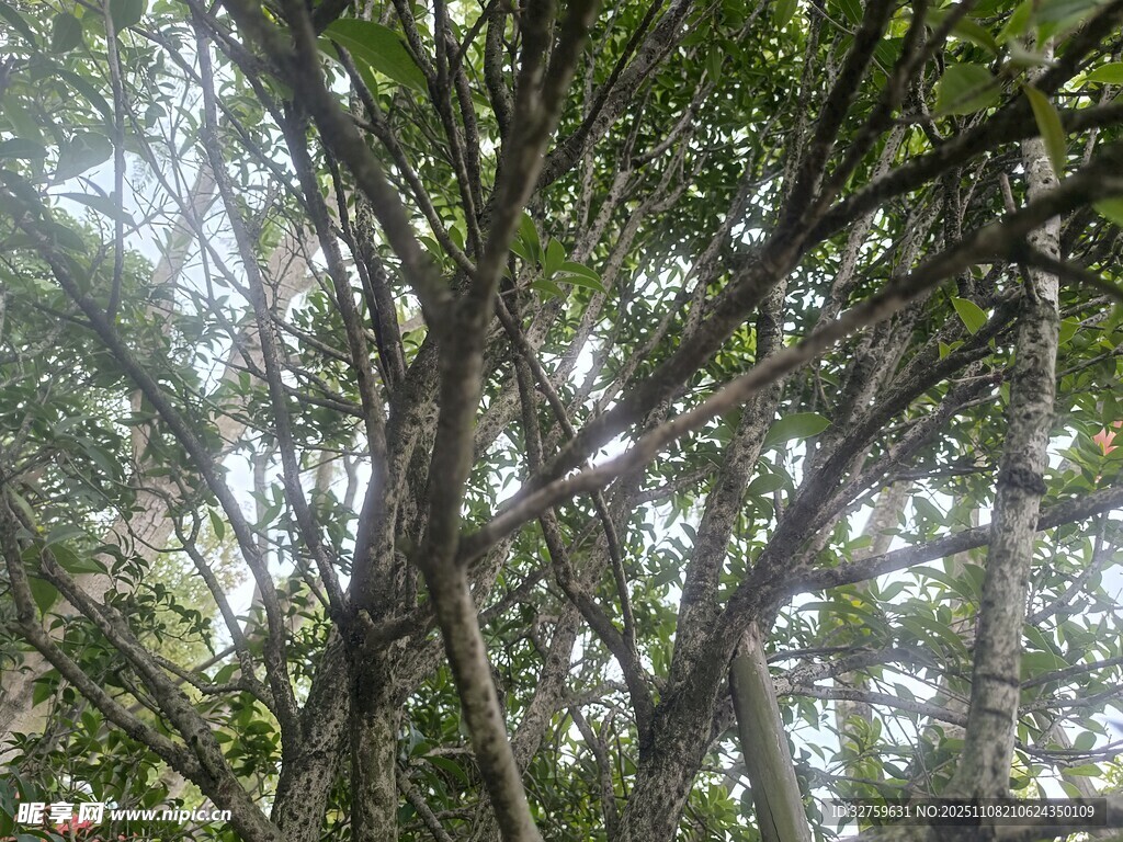 茂密树林中的繁茂枝干