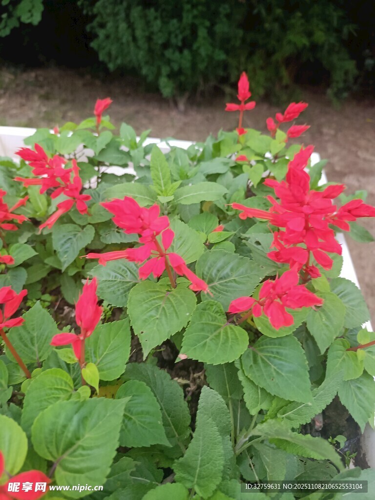 鲜艳串串红绽放生机