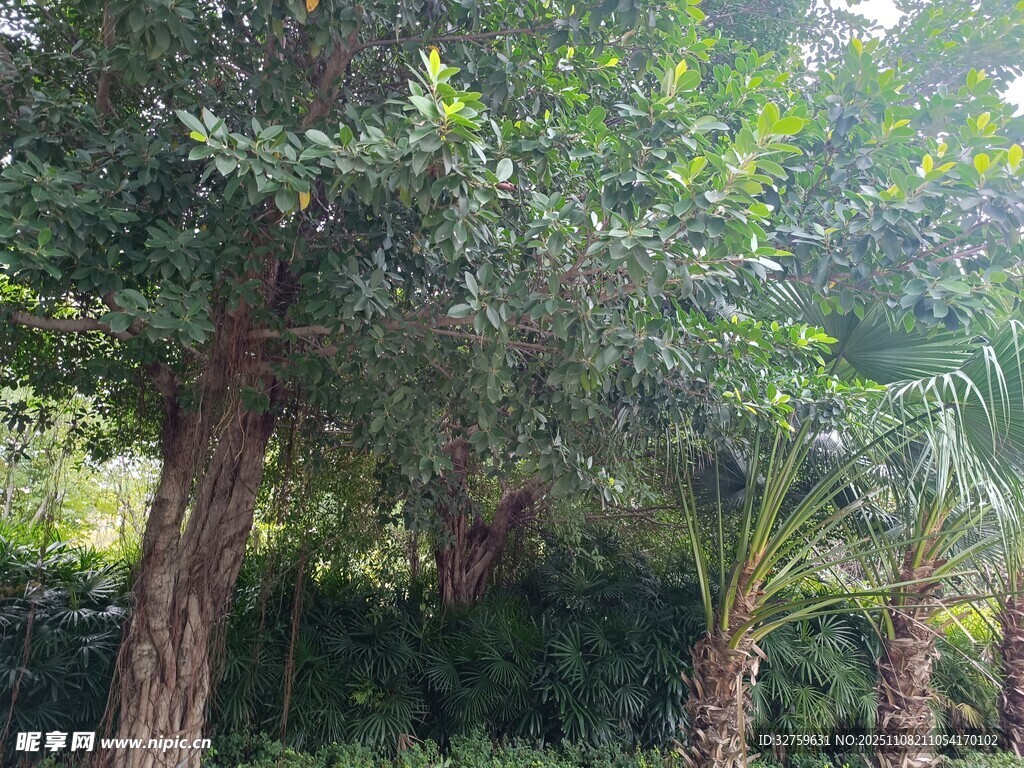 繁茂树林中的多样绿植