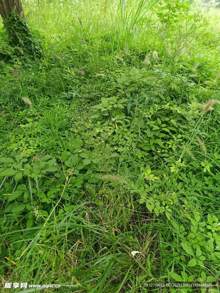 绿意盎然的草地景象