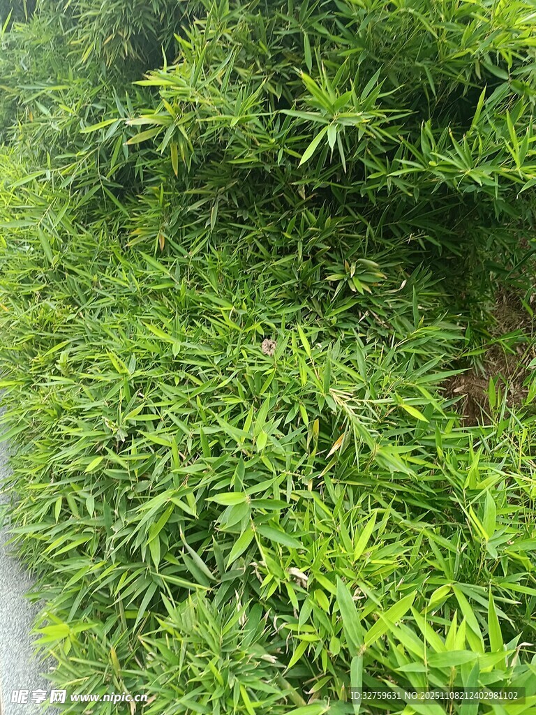 路边翠绿茂盛的植物景观