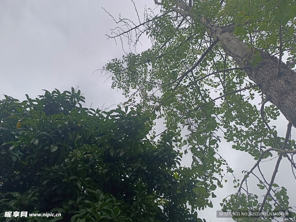 仰视茂密丛林中的高大树木