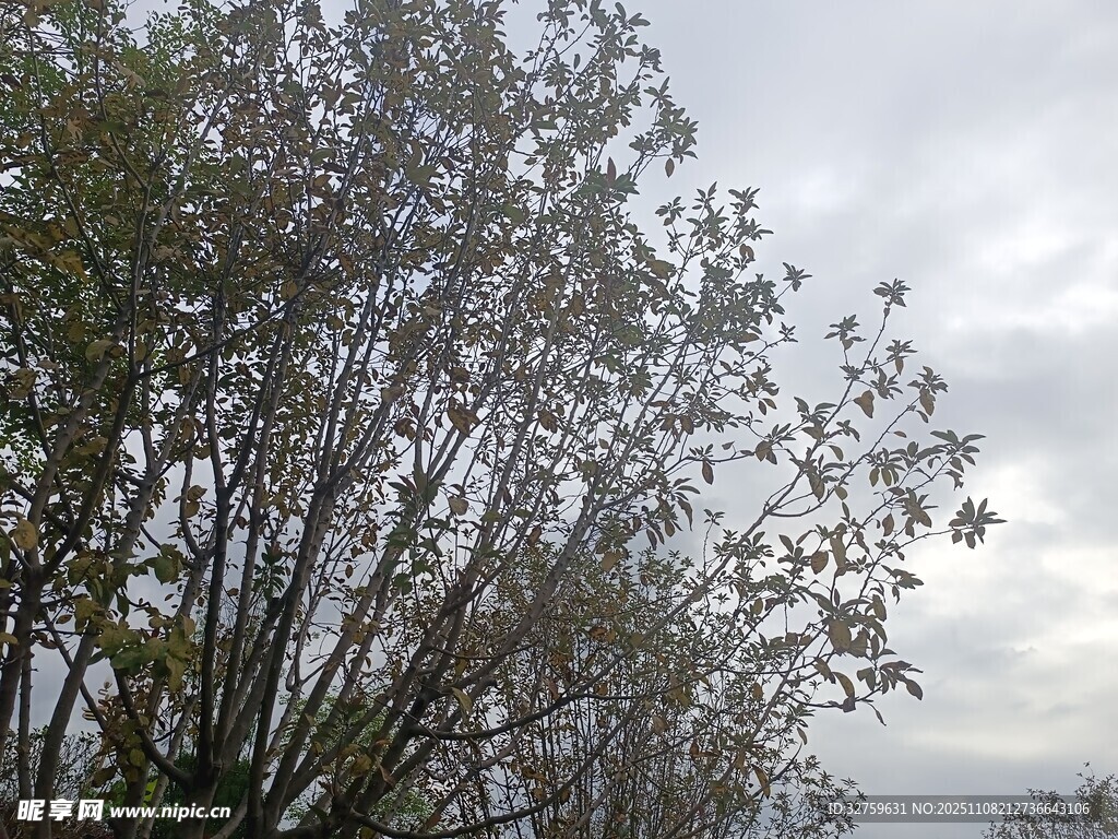 阴天中的繁茂树木