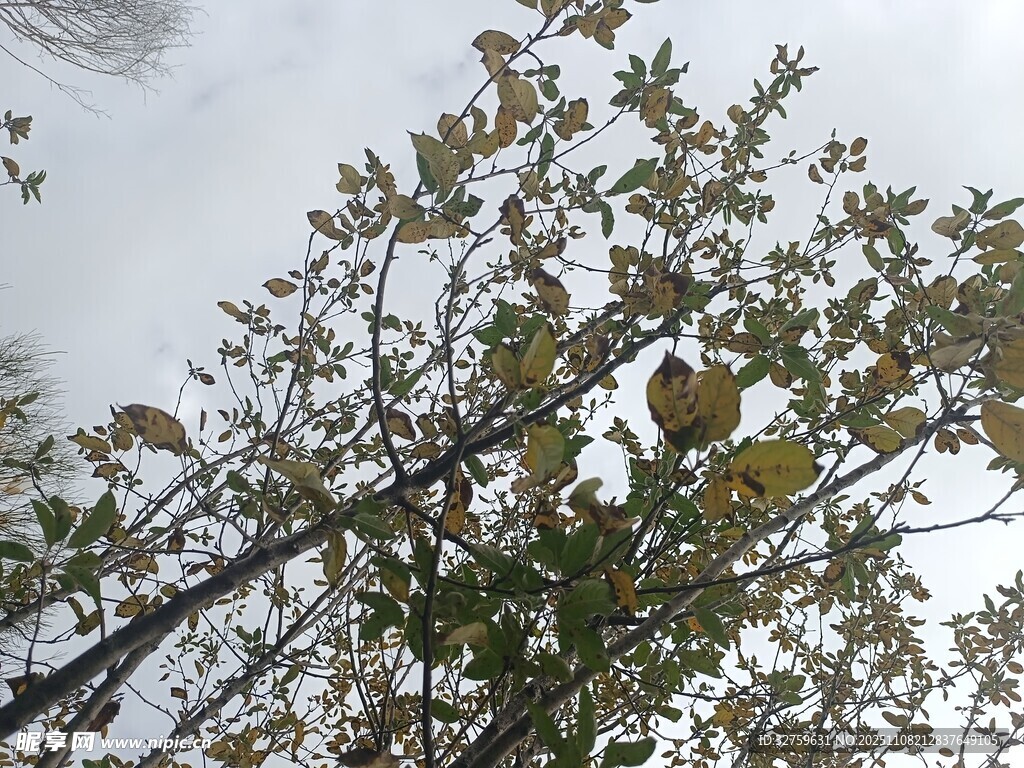 雪中树枝与绿叶景象