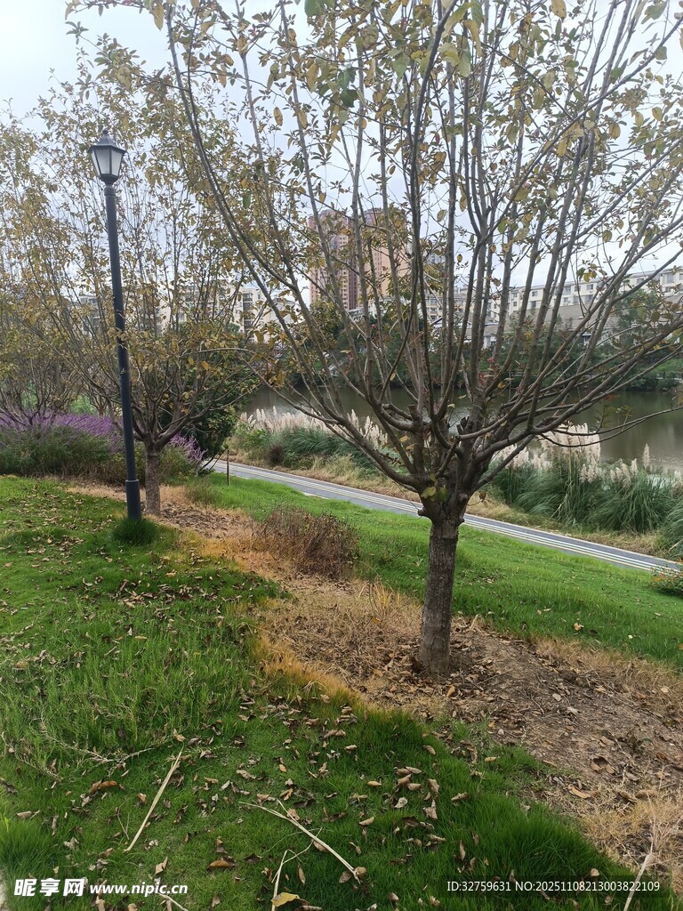 春日公园树木与草地景致