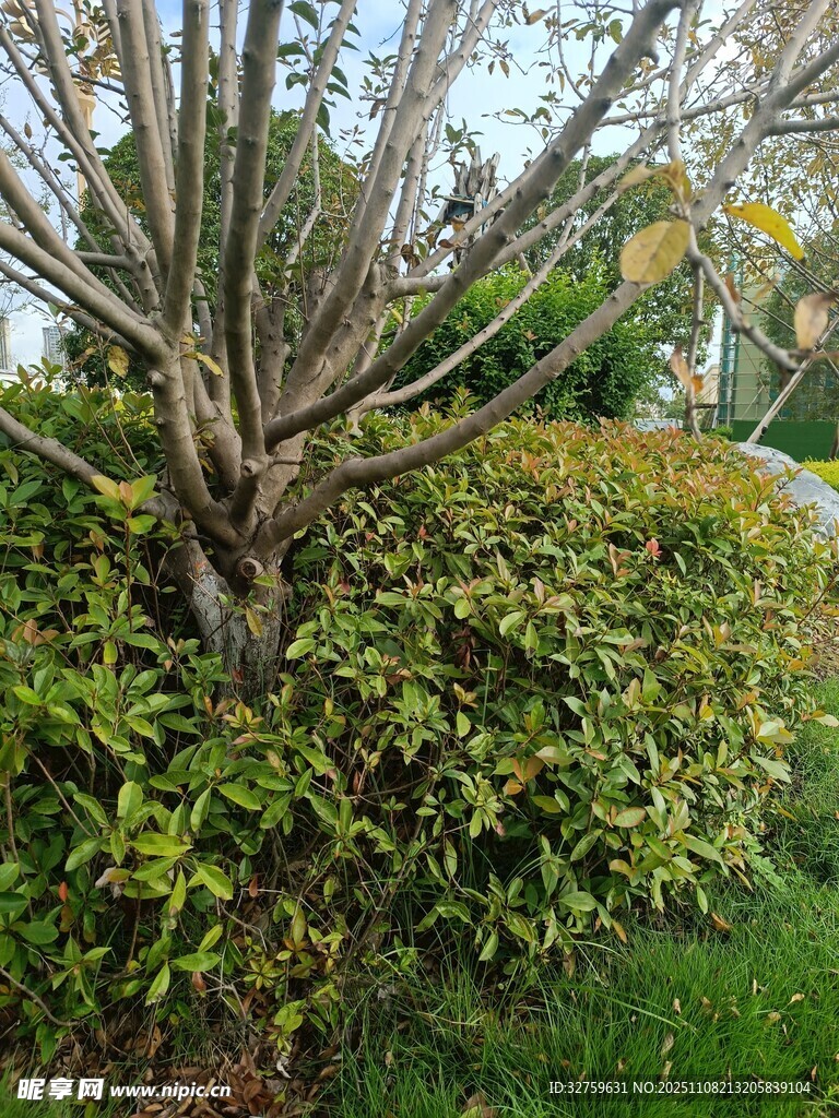 户外繁茂树木与绿植景观