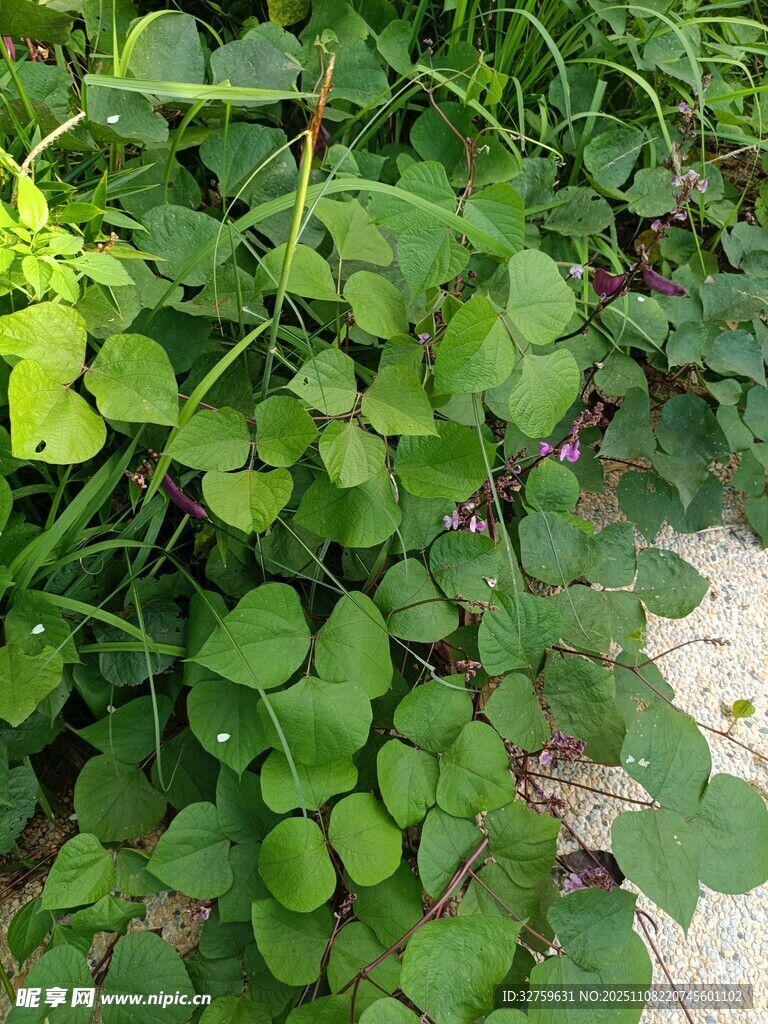 翠绿三叶草植物特写