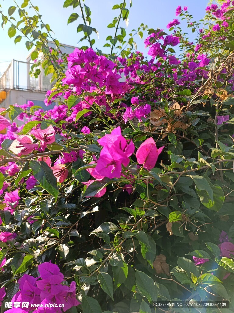 艳丽三角梅绽放美景