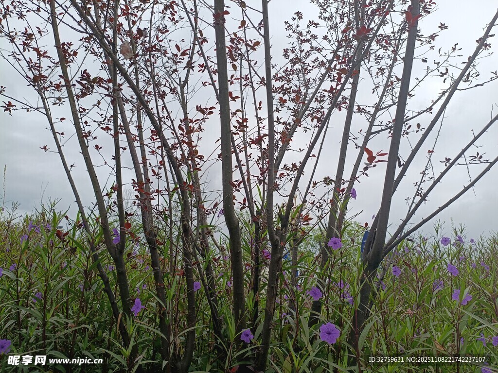 野外紫色花卉与细长植物