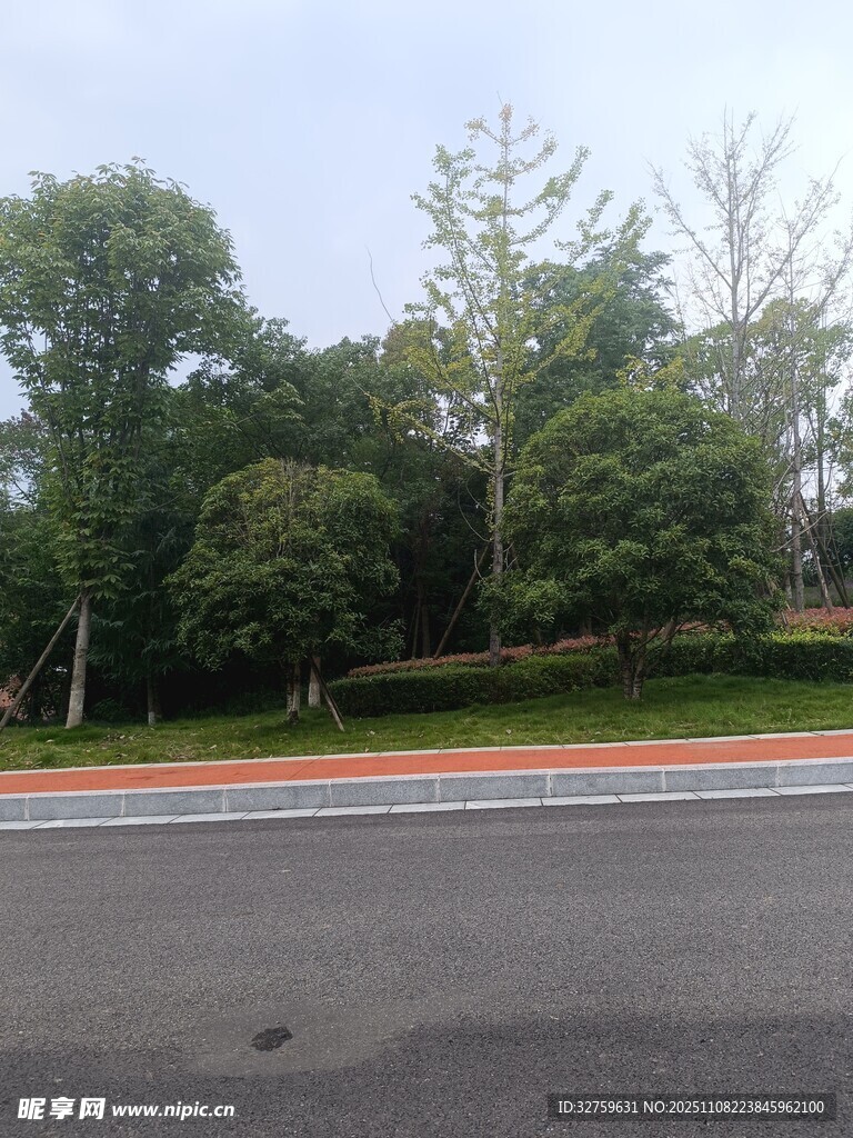 道路旁的绿树景观