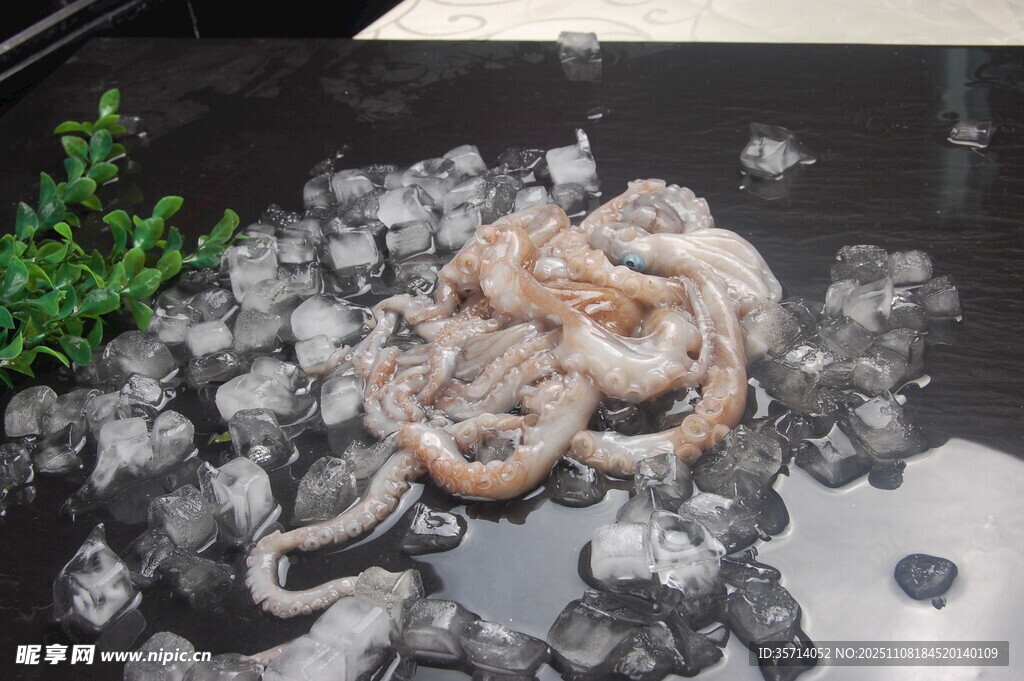 冰块上的鲜章鱼