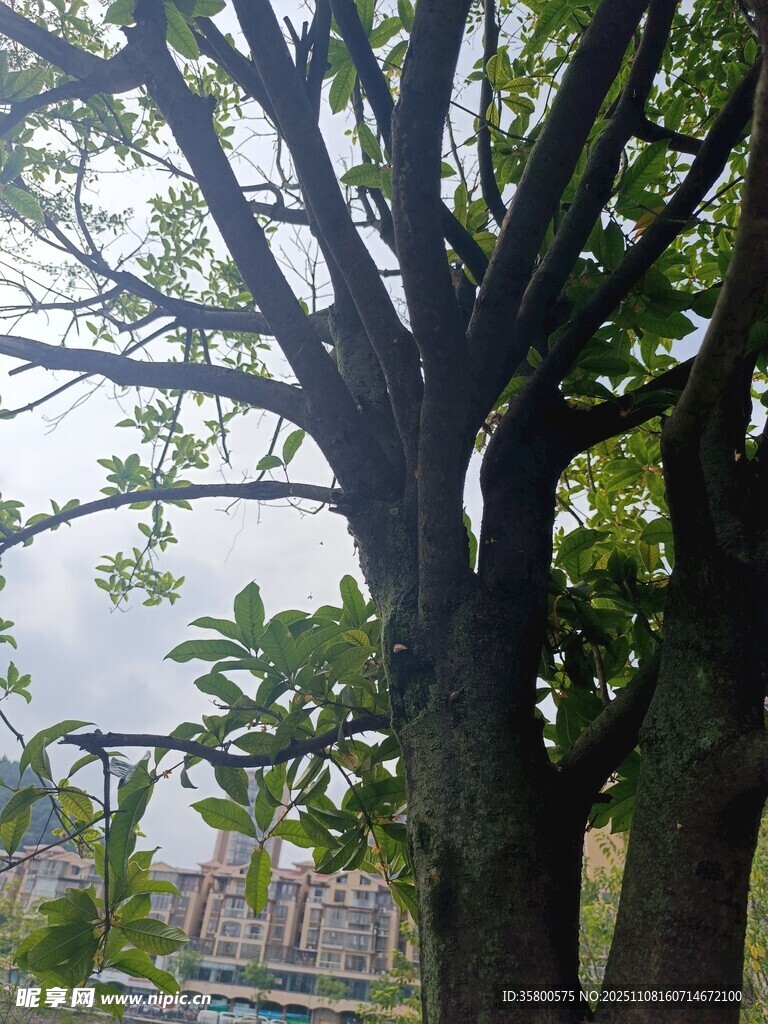 繁茂大树下的朦胧景致