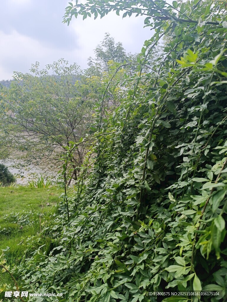 繁茂绿植覆盖的自然景象