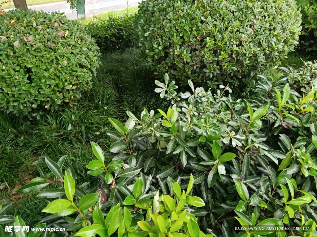 绿意盎然的多样绿植景观