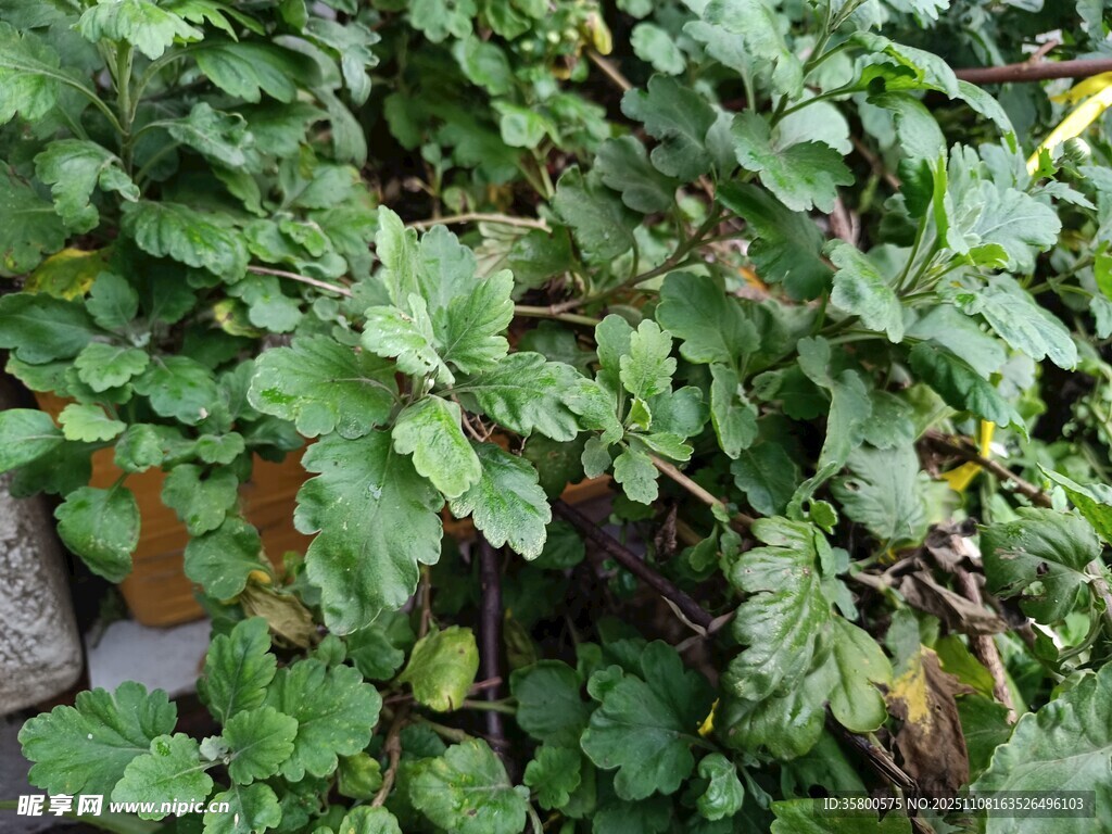 繁茂绿叶植物景观