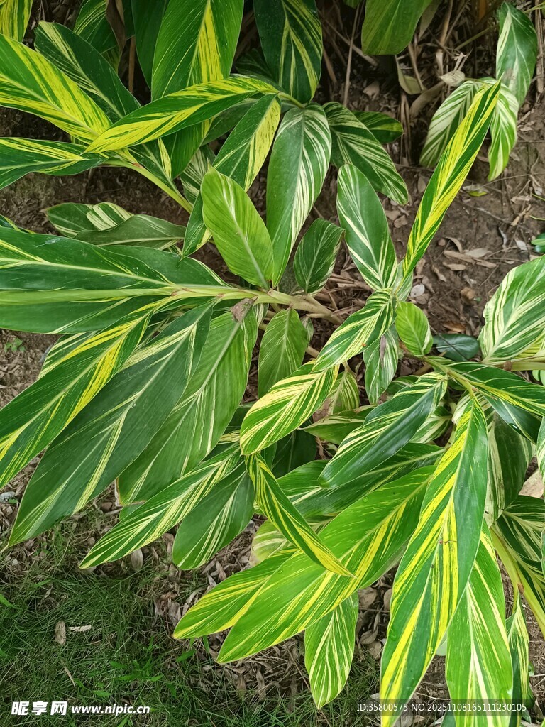 斑斓叶片的植物特写