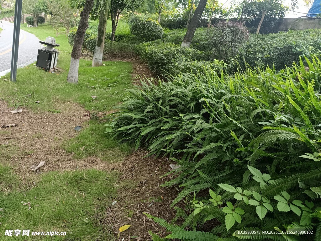 户外绿植环绕的小径