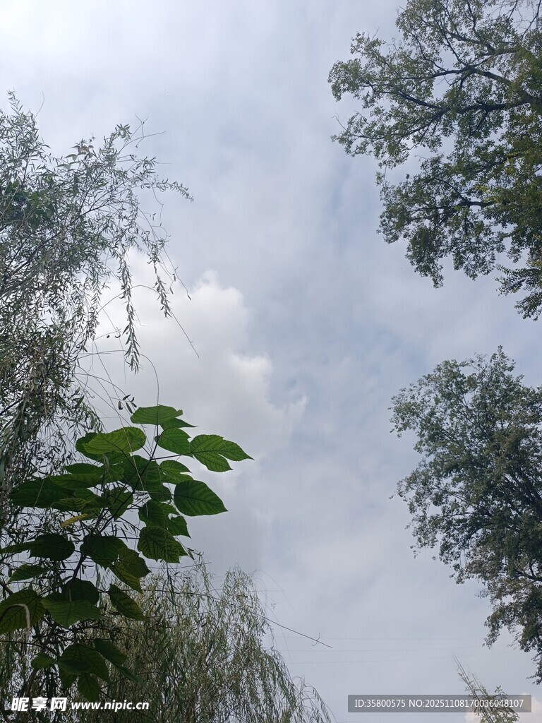 天空下的绿植景致