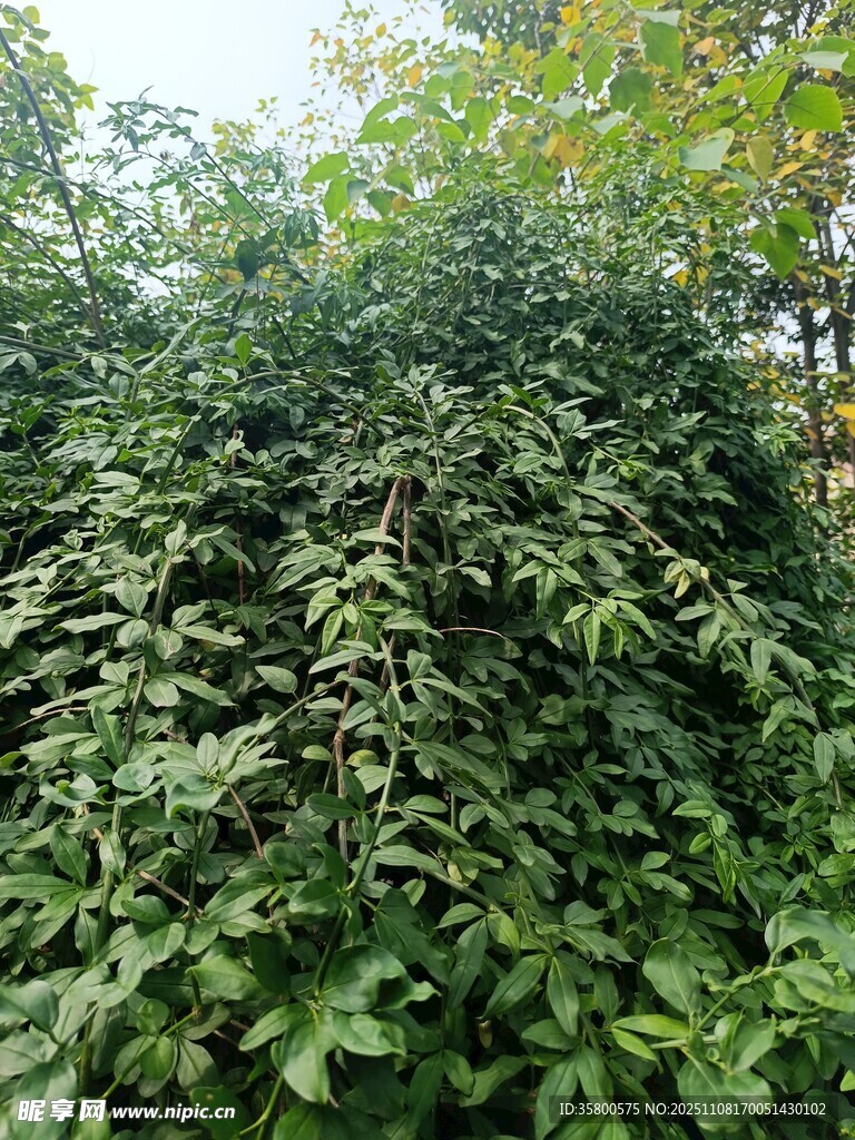 繁茂绿植覆盖景象