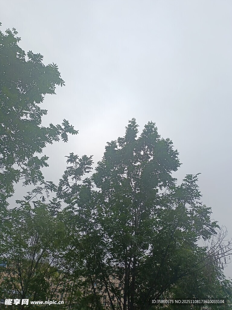 树林中的朦胧天空