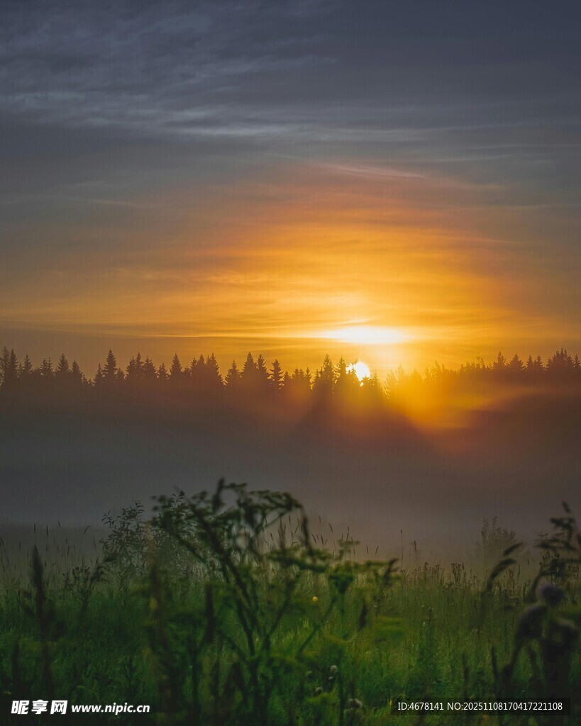 日出时分的森林晨景