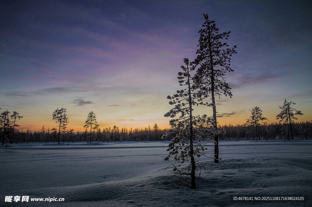 冬日湖畔孤树的静谧美景
